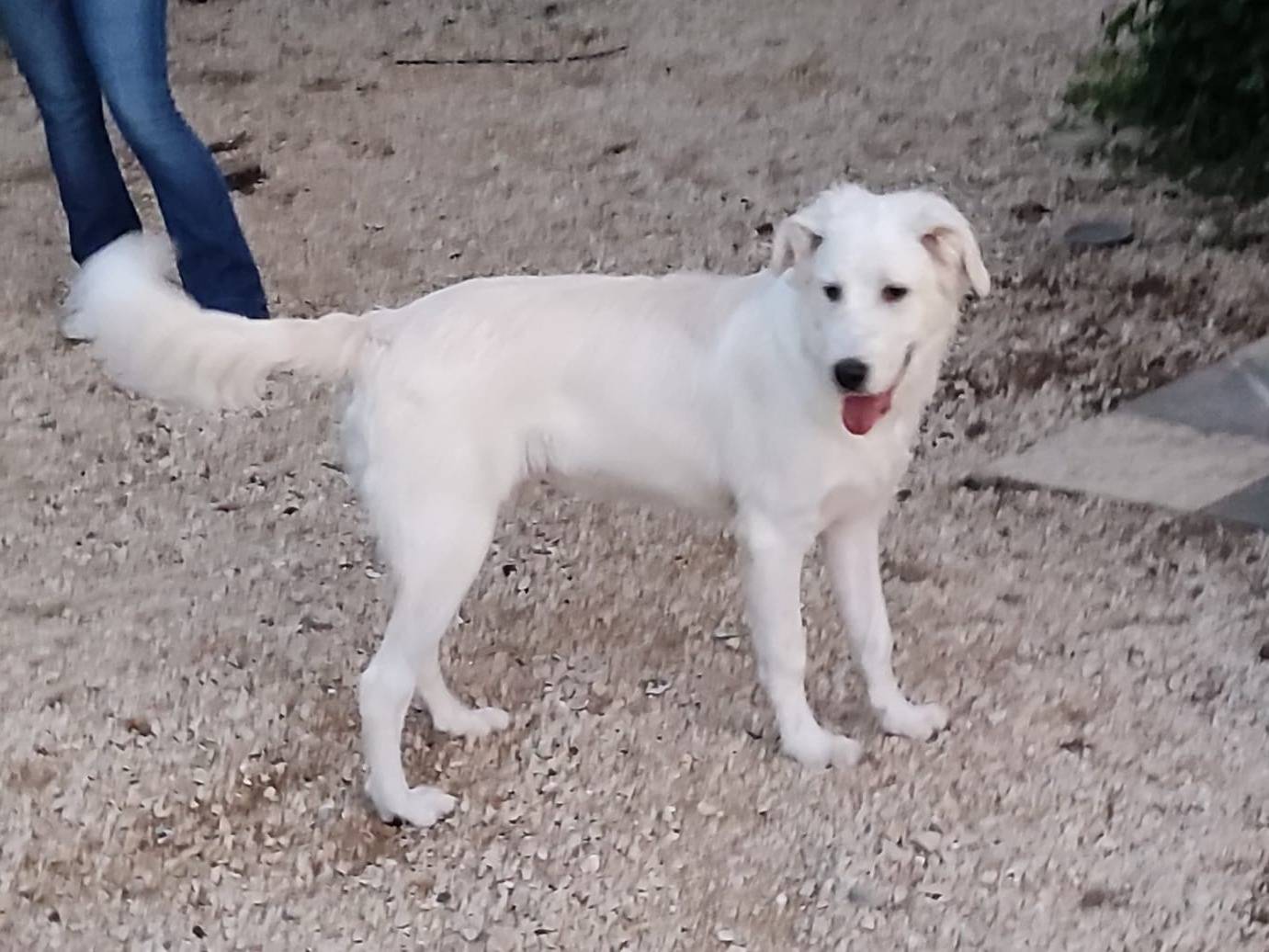 Adotta un cane, maschio, 5 mesi, Roma