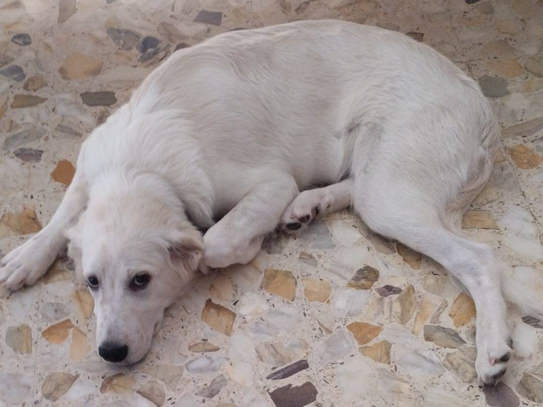Adotta un cane, taglia gigante, maschio, Roma