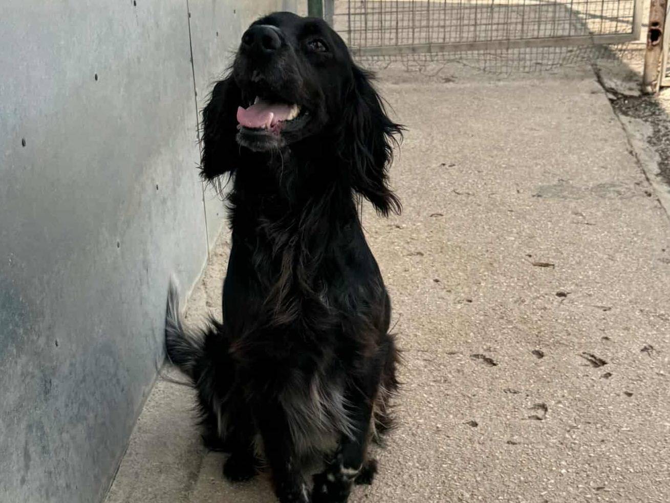 Vuoi adottare un cane a Firenze?