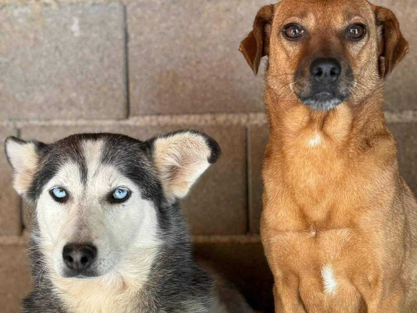 Adozione cane, femmina, Razza sconosciuta Razza sconosciuta, 3 anni e 4 mesi, taglia media contenuta, Firenze