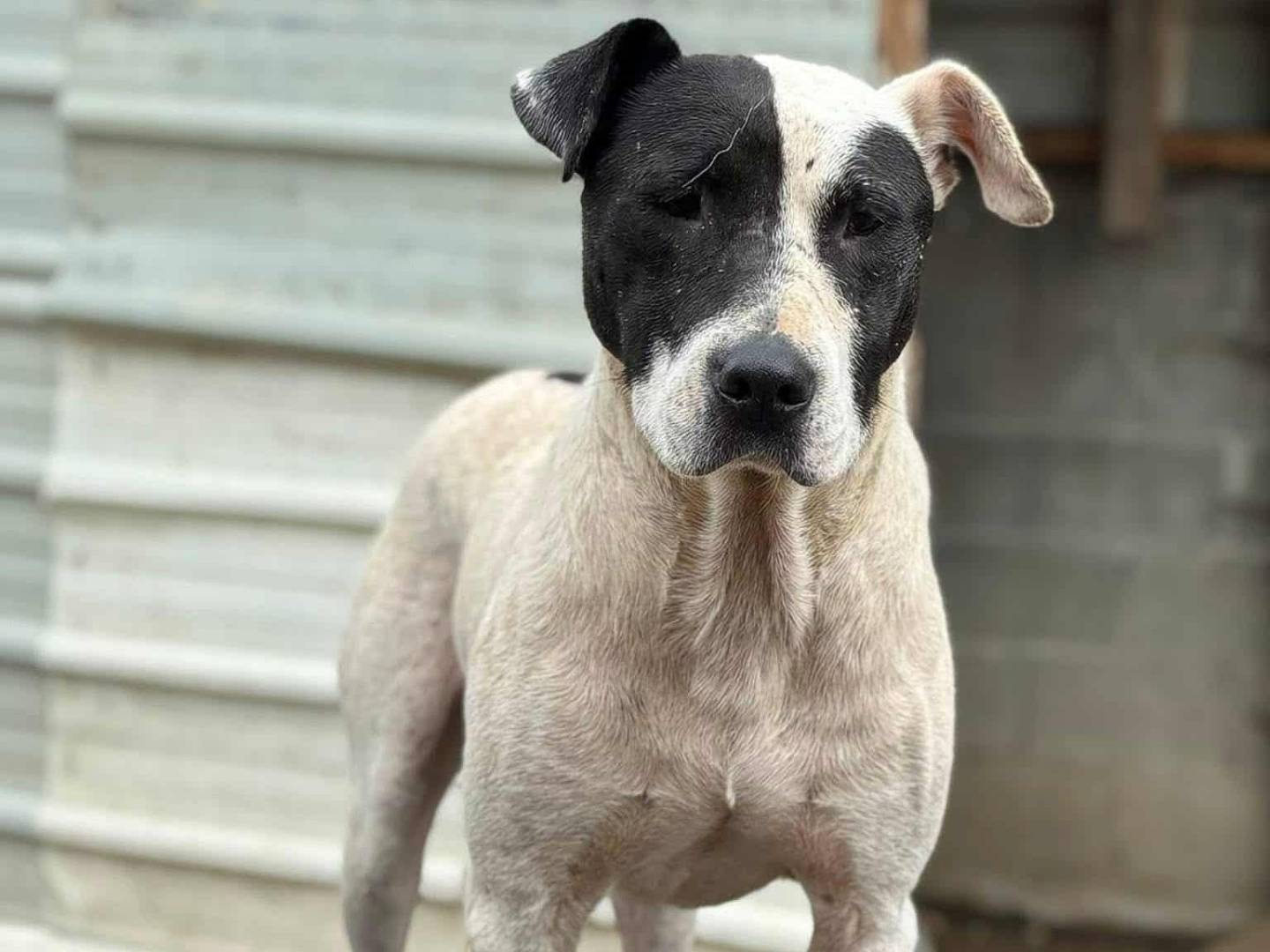 Adotta il cane SPYKE a Firenze