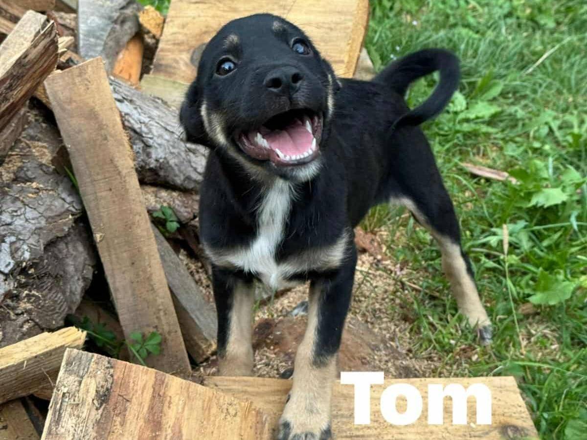 Adozione cane, femmina, Razza sconosciuta Razza sconosciuta, 3 mesi, taglia piccola, Firenze