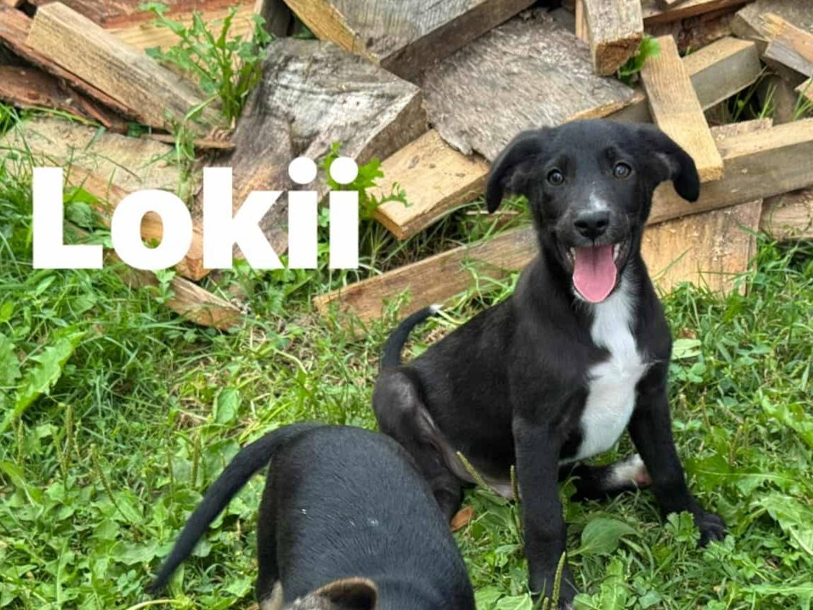 Adotta un cane, femmina, 3 mesi, Firenze