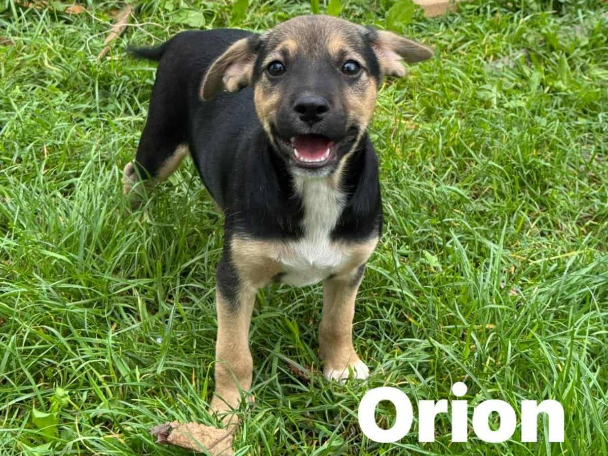 Adotta un cane, taglia piccola, femmina, Firenze