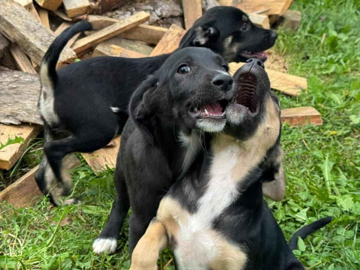 Vuoi adottare un cane a Firenze?