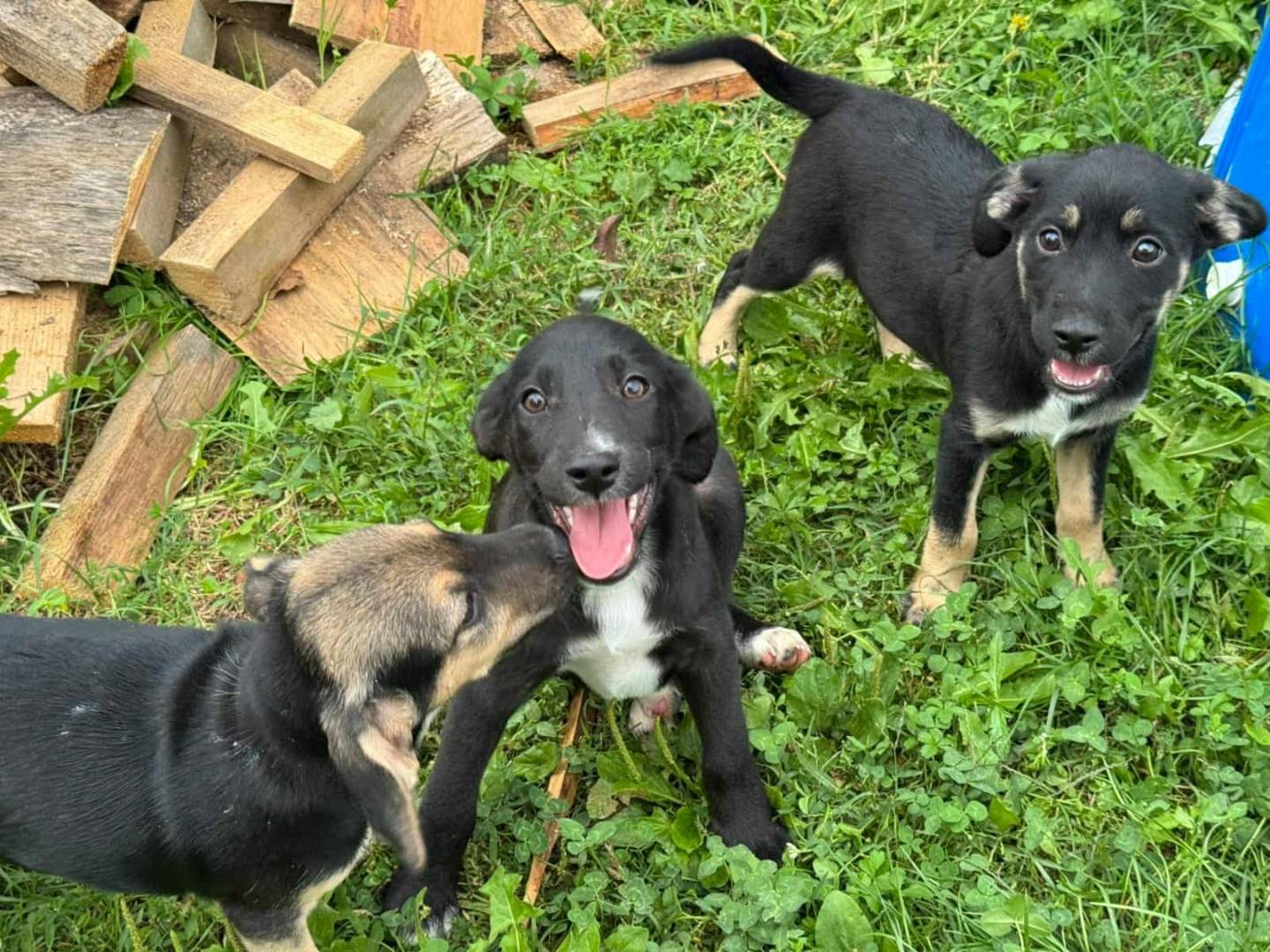 Adotta il cane LOKI ORION e TOM a Firenze