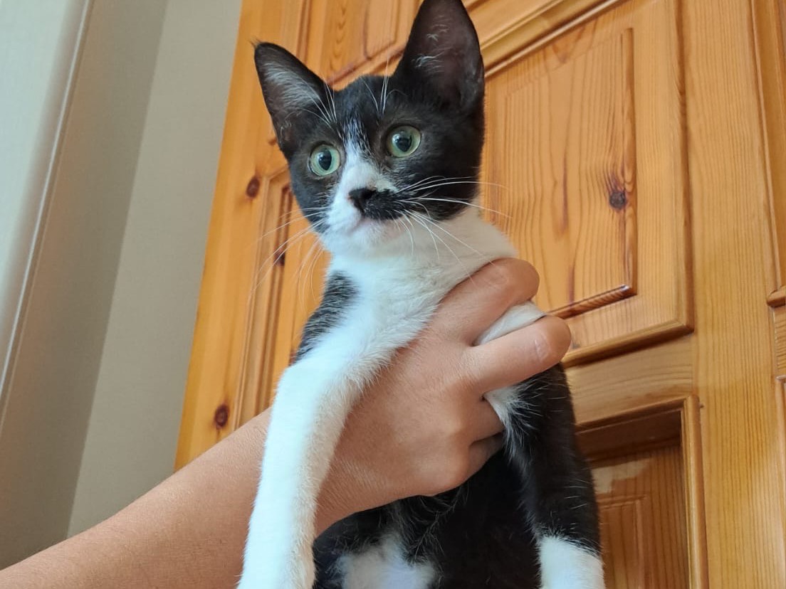 Adozione gatto, femmina, Razza sconosciuta Razza sconosciuta, 4 mesi, taglia non valida, Vibo
