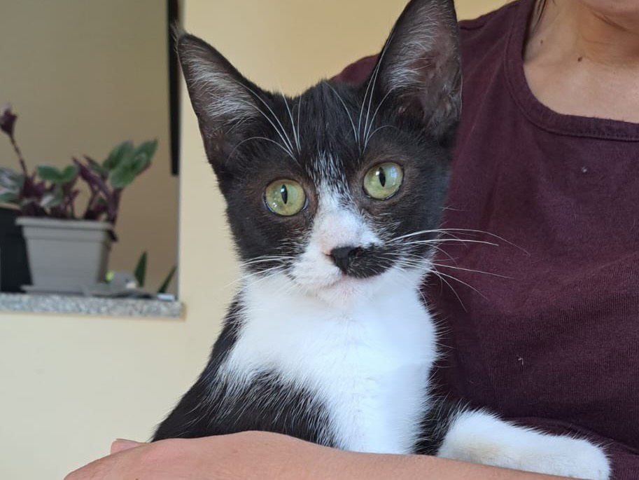 Adotta un gatto, femmina, 4 mesi, Vibo