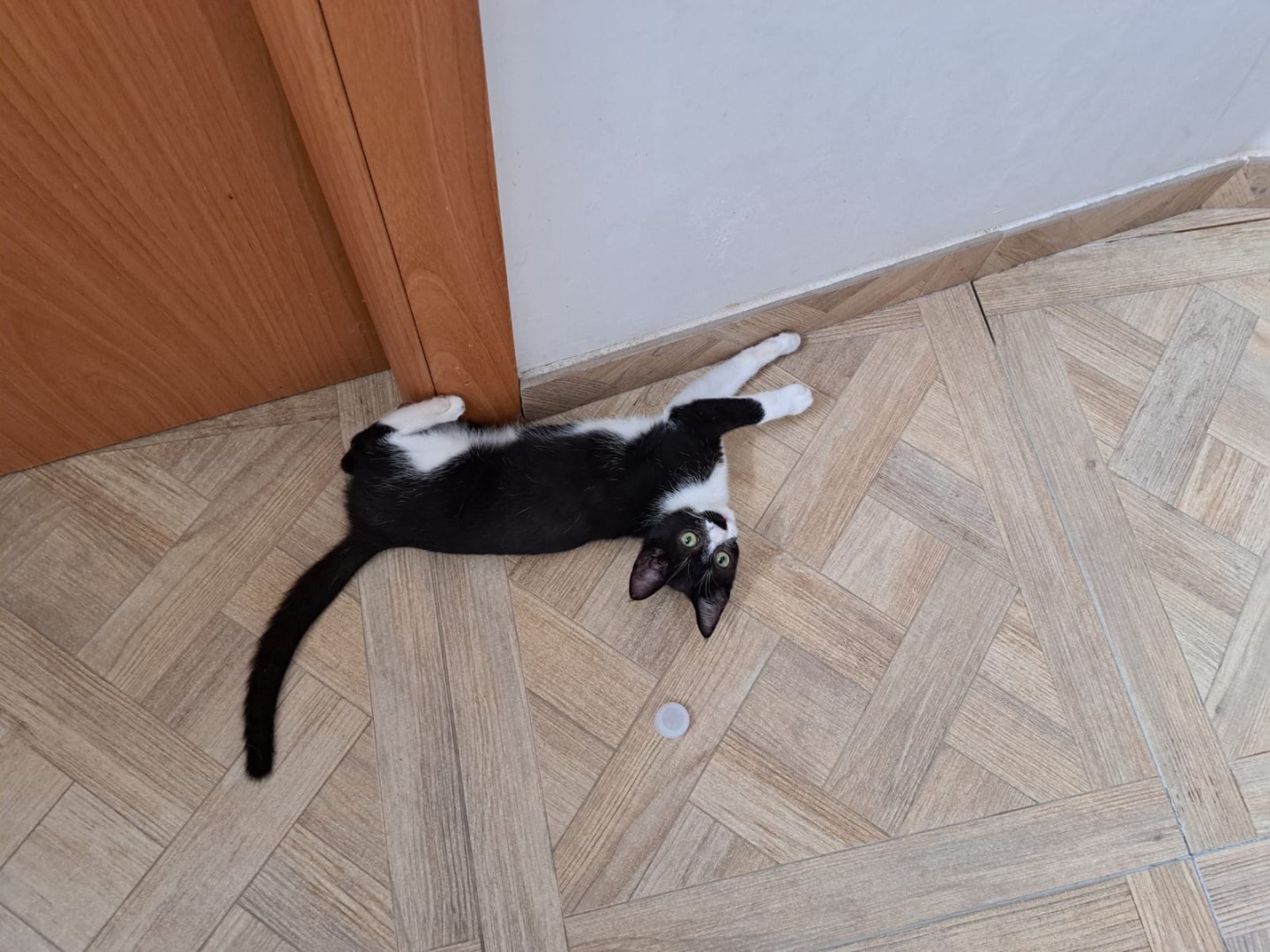 Adotta un gatto, taglia non valida, femmina, Vibo