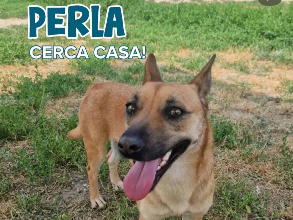 Adozione cane, femmina, Razza sconosciuta Razza sconosciuta, 1 anno e 7 mesi, taglia media contenuta, Milano