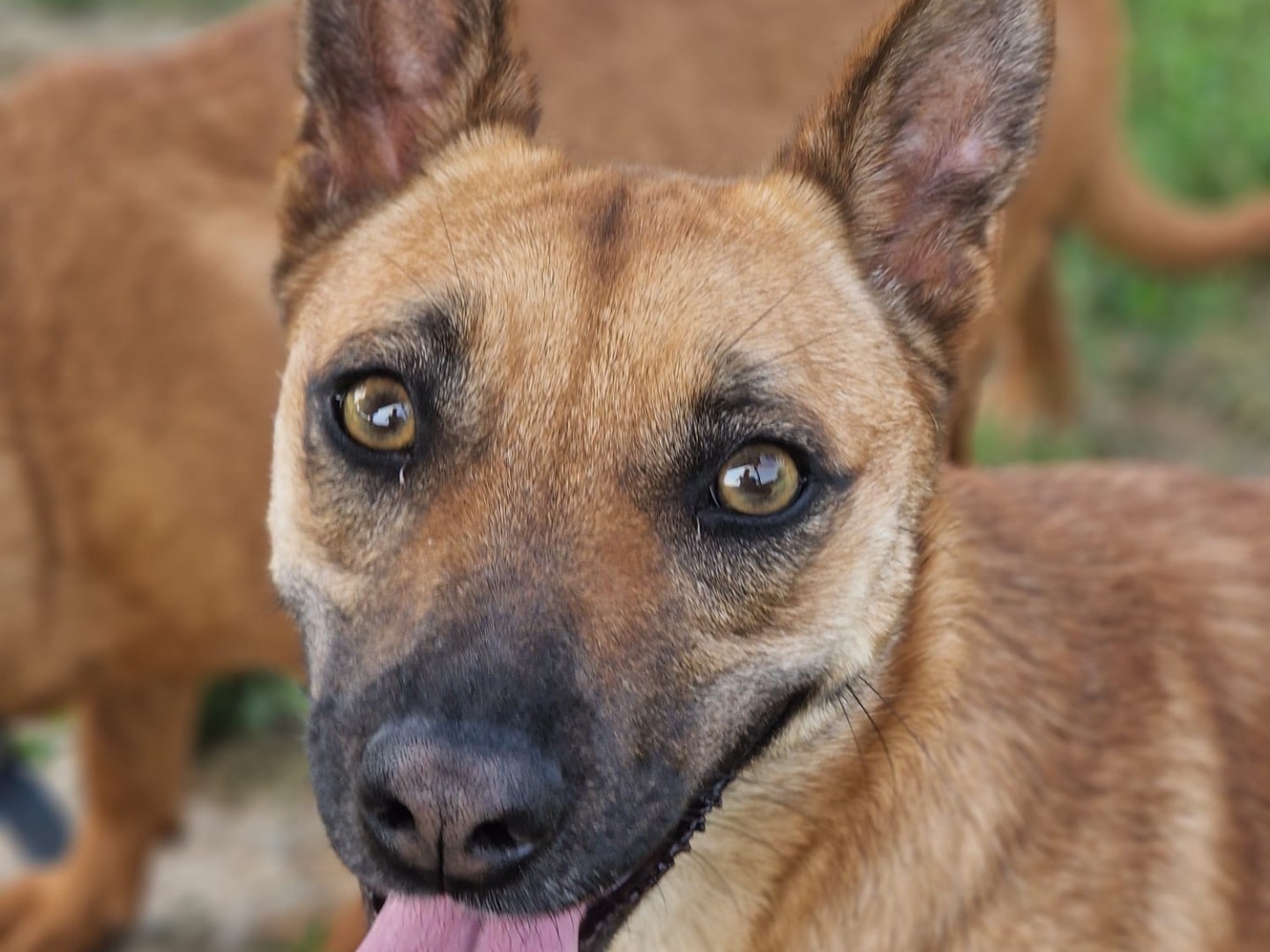 Adotta un cane, femmina, 1 anno e 7 mesi, Milano