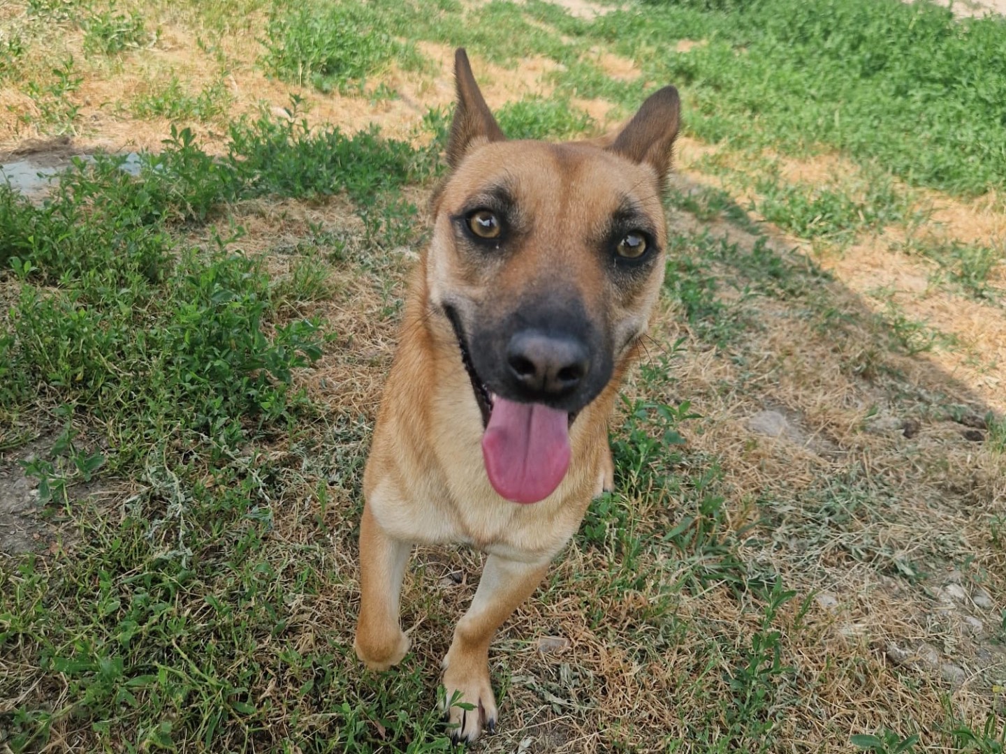 Adotta un cane, taglia media contenuta, femmina, Milano