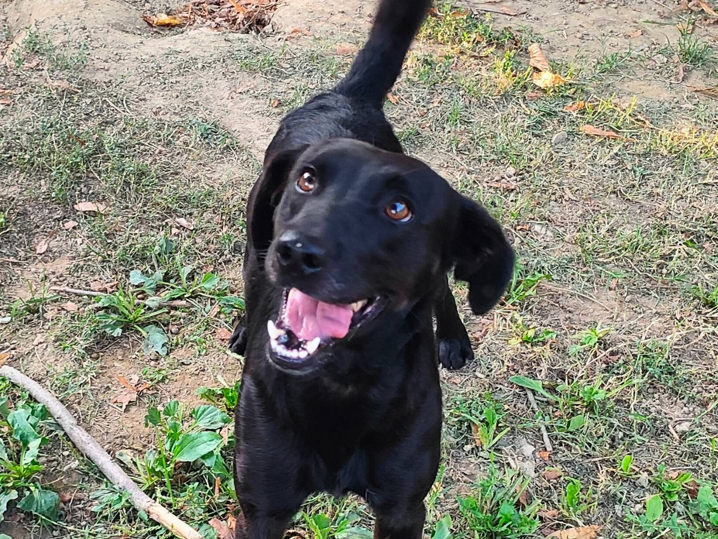 Adozione cane, maschio, Razza sconosciuta Razza sconosciuta, 2 anni e 11 mesi, taglia media contenuta, Cuneo