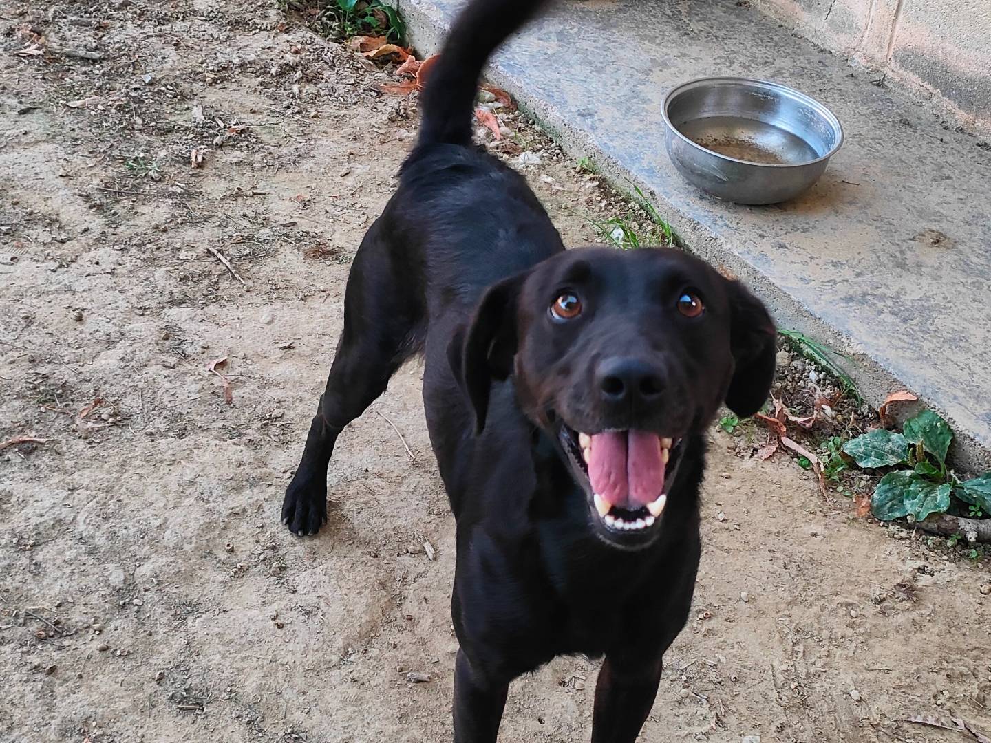 Adotta un cane, maschio, 2 anni e 11 mesi, Cuneo