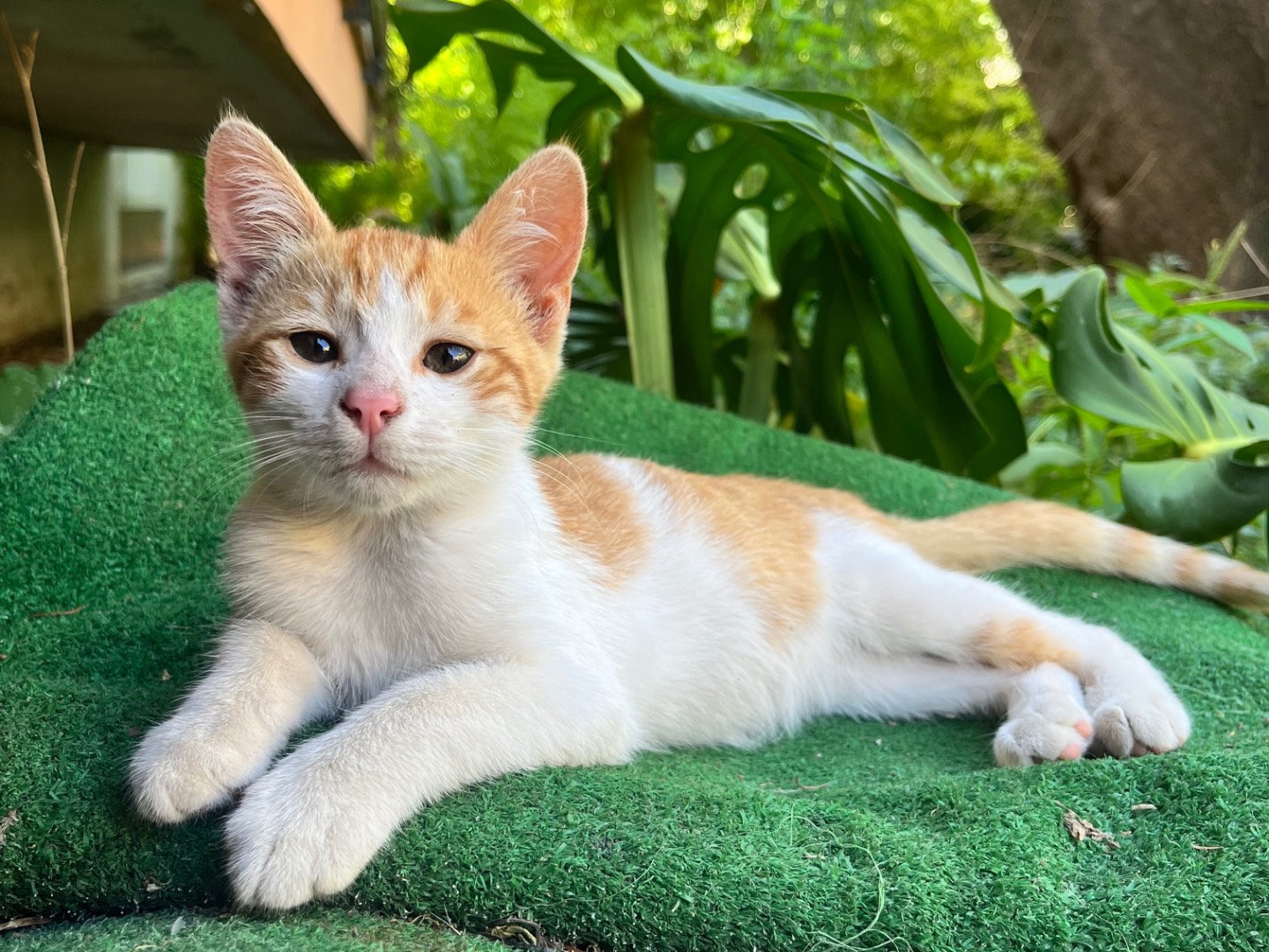 Adozione gatto, maschio, Razza sconosciuta Razza sconosciuta, 4 mesi, taglia non valida, Napoli