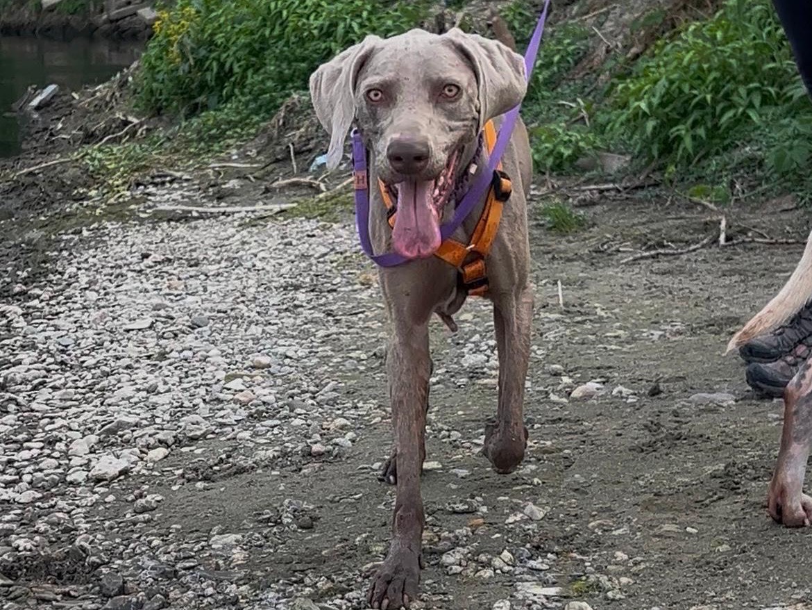 Adotta un cane, femmina, 3 anni, Milano