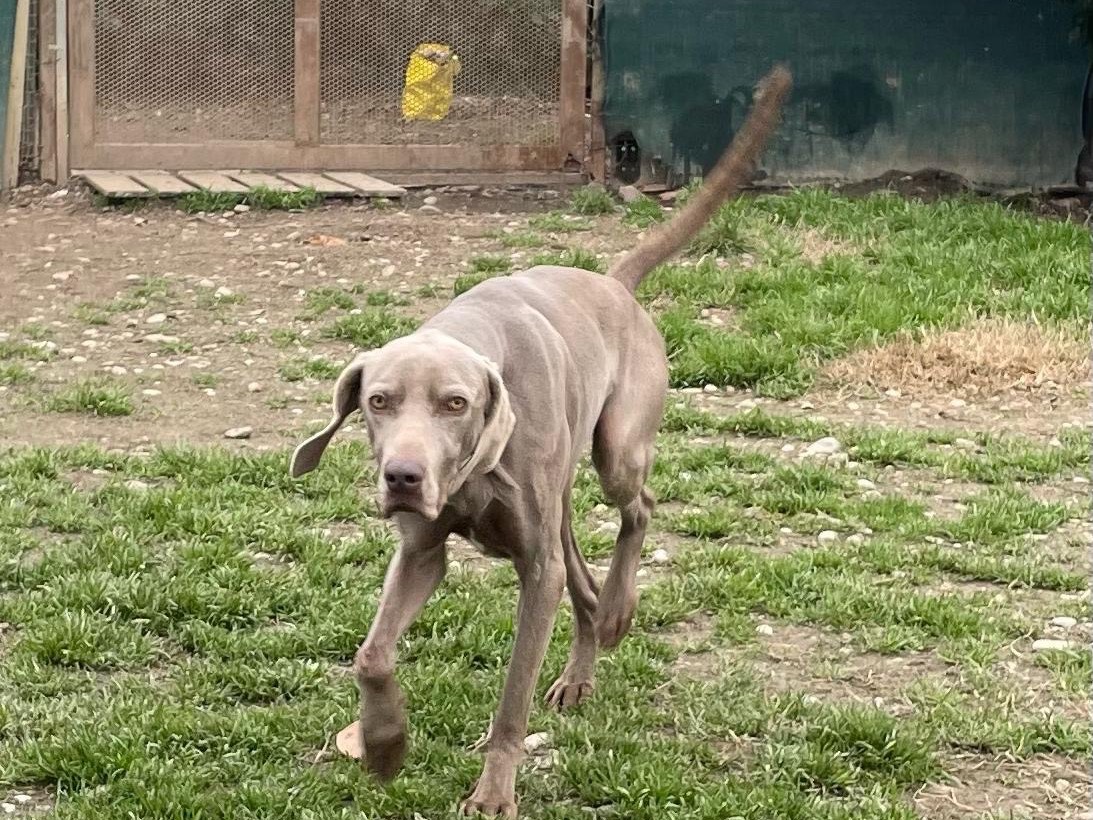 Adotta un cane, taglia media, femmina, Milano