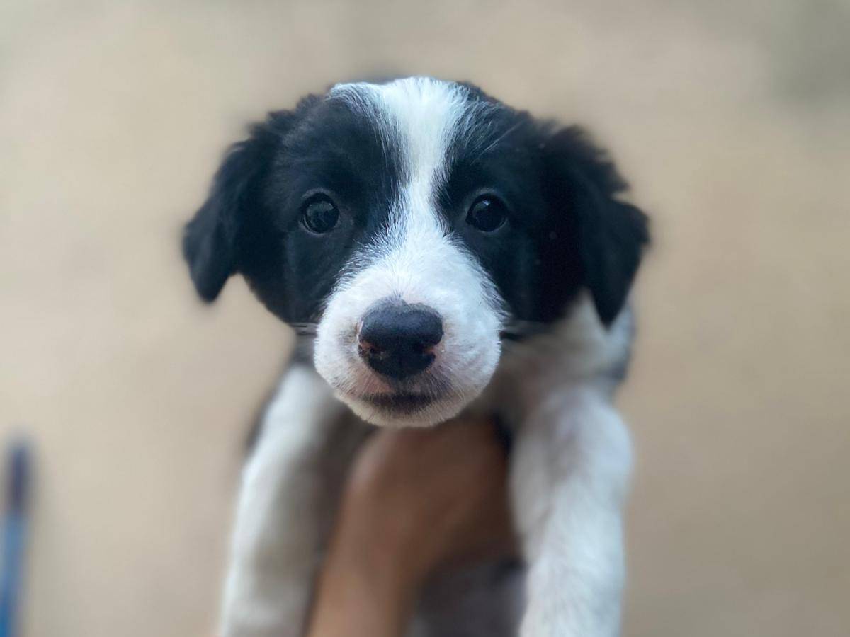 Adozione cane, femmina, Border Collie Razza sconosciuta, 2 mesi, taglia media, Caltanissetta