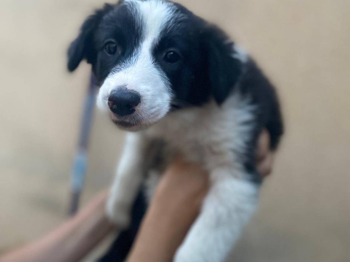 Adotta un cane, femmina, 2 mesi, Caltanissetta