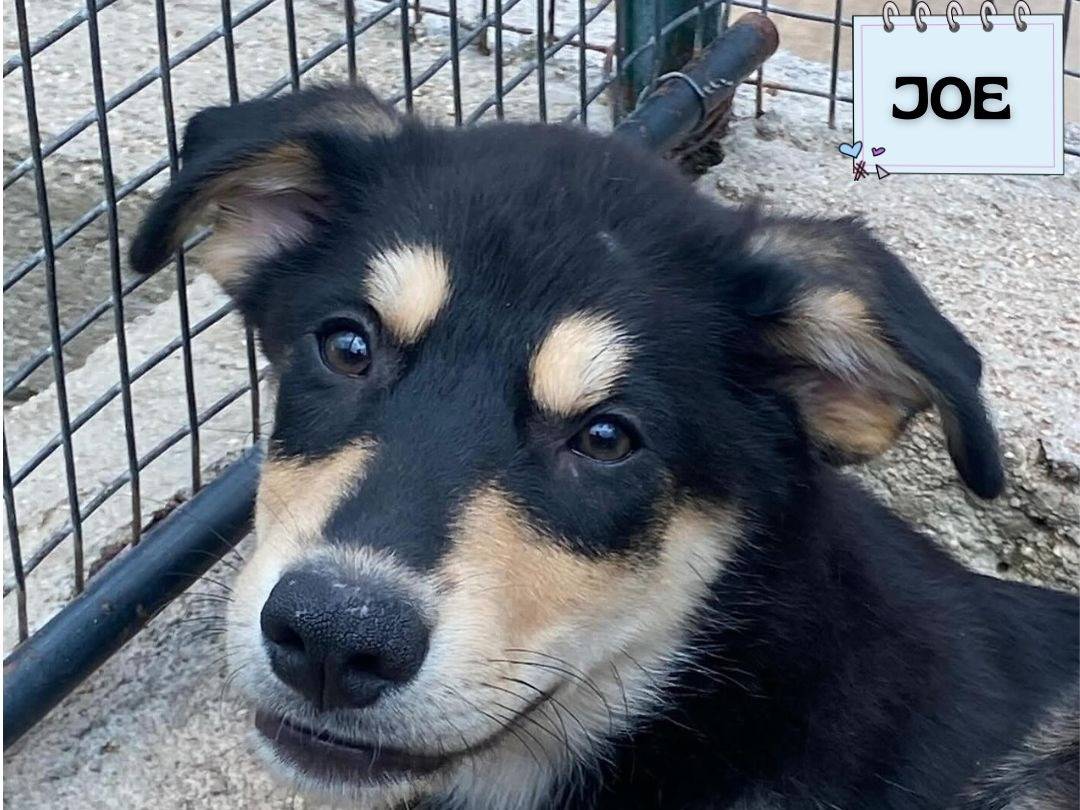 Adozione cane, maschio, Razza sconosciuta Razza sconosciuta, 4 mesi, taglia media, Latina