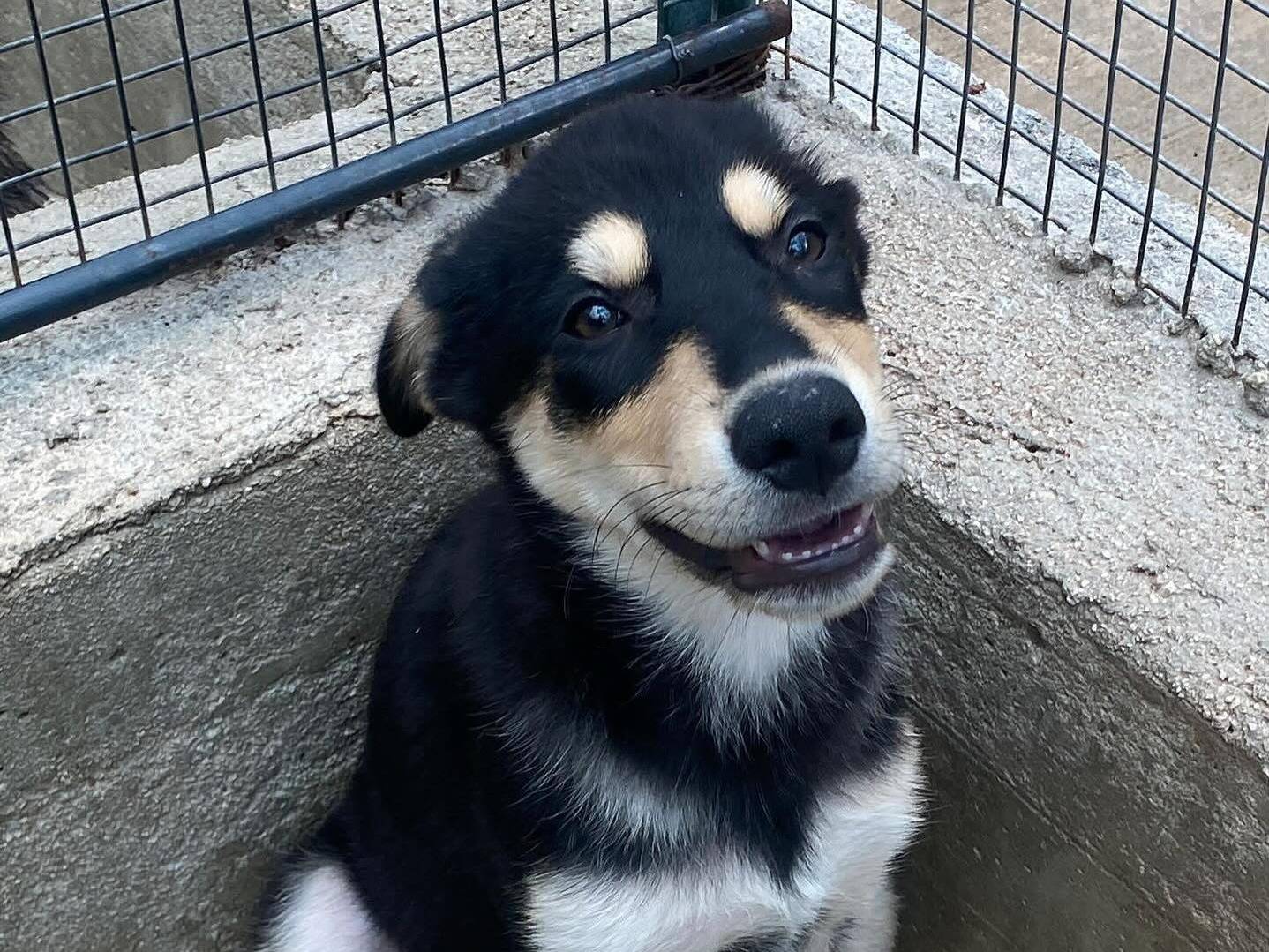 Adotta un cane, maschio, 4 mesi, Latina