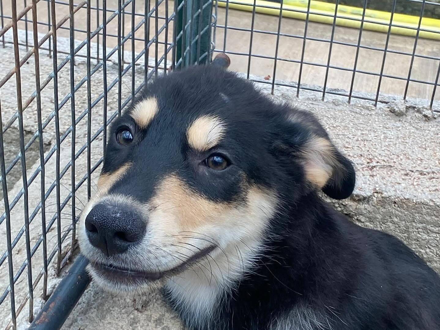 Adotta un cane, taglia media, maschio, Latina