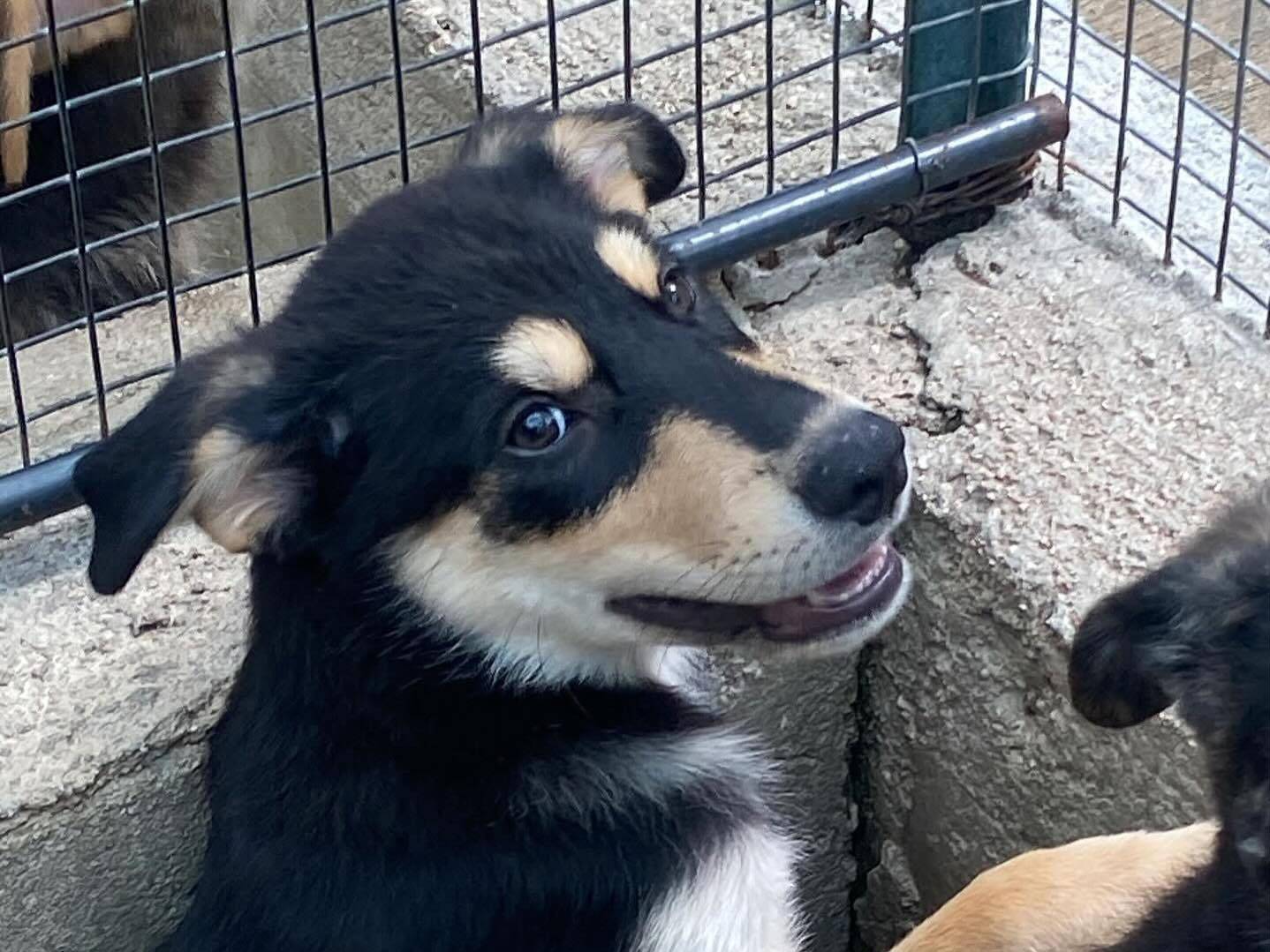 Vuoi adottare un cane a Latina?