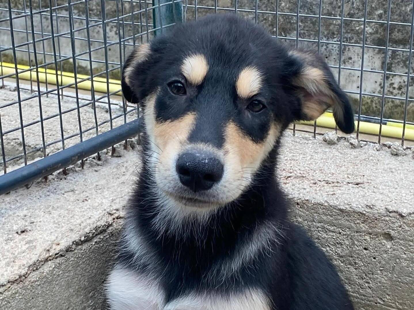 Adotta il cane Joe a Latina