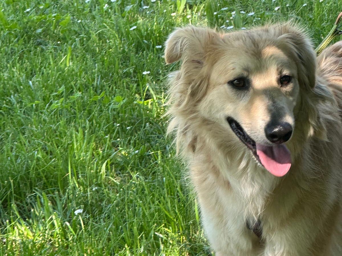 Vuoi adottare un cane a Milano?