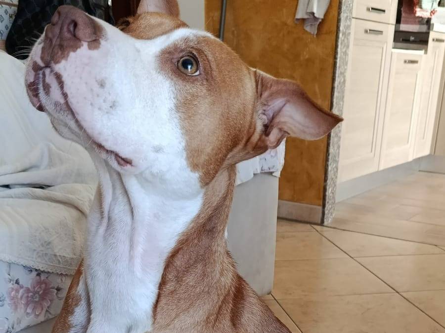 Adozione cane, maschio, Razza sconosciuta Razza sconosciuta, 1 anno e 3 mesi, taglia grande, Milano