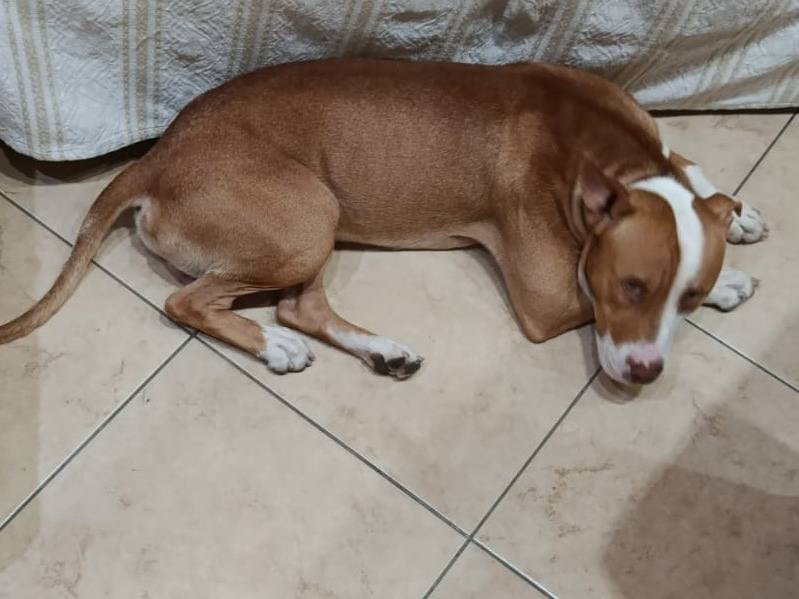 Adotta il cane Pablo a Milano