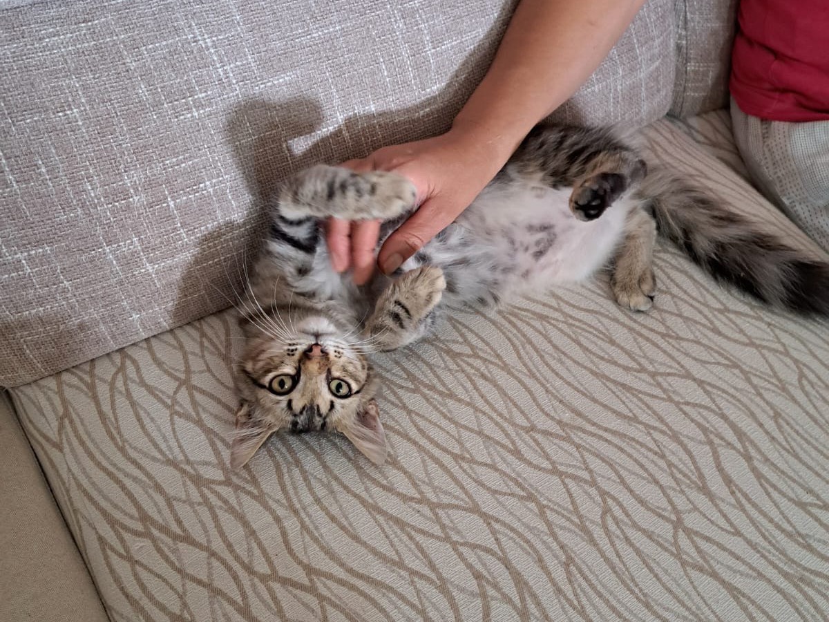 Adozione gatto, maschio, Razza sconosciuta Razza sconosciuta, 4 mesi, taglia non valida, Reggio