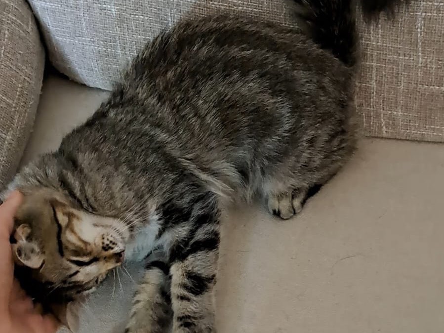 Adotta un gatto, maschio, 4 mesi, Reggio