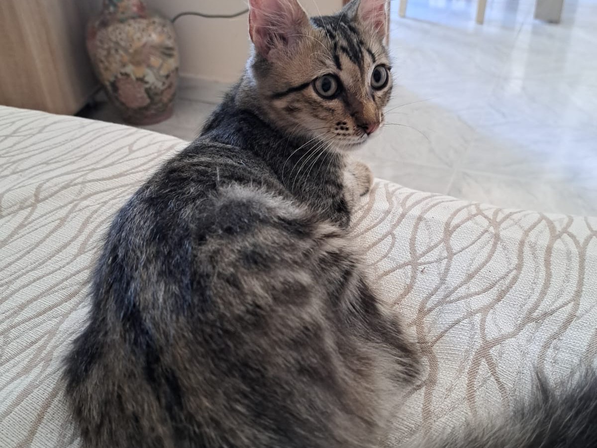 Adotta un gatto, taglia non valida, maschio, Reggio