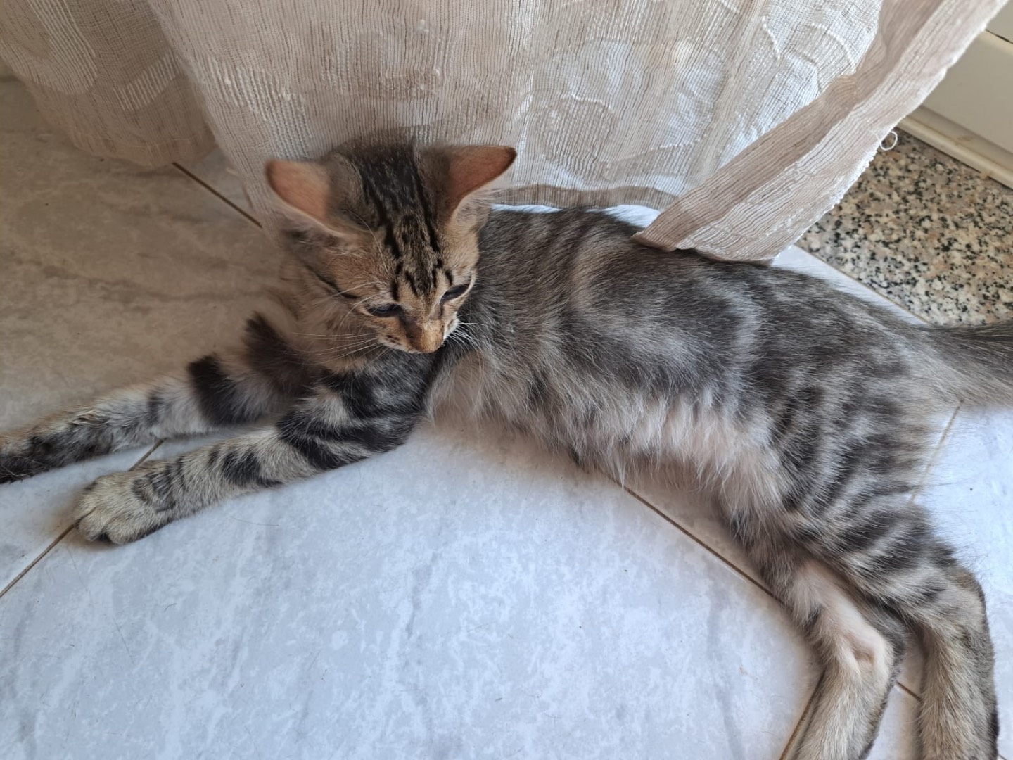 Vuoi adottare un gatto a Reggio?