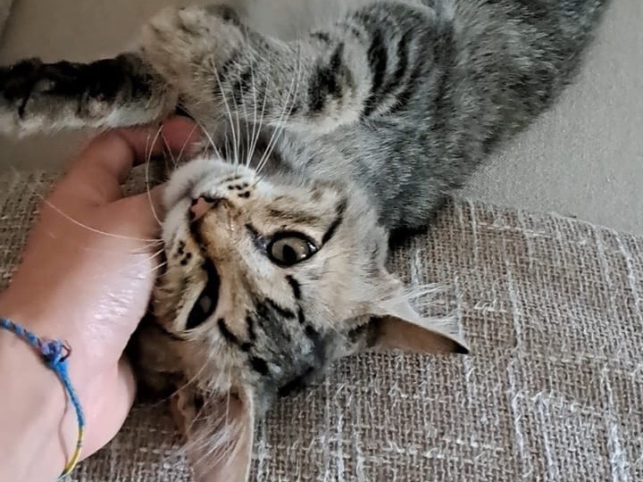 Adotta il gatto Tommy a Reggio