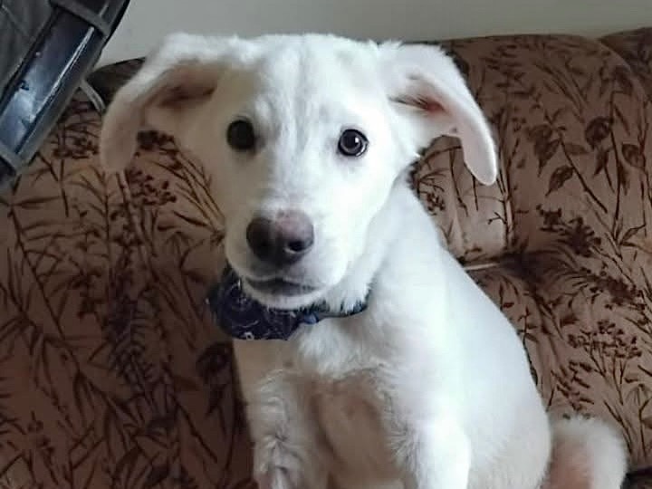 Adozione cane, maschio, Razza sconosciuta Razza sconosciuta, 3 mesi, taglia grande, Massa