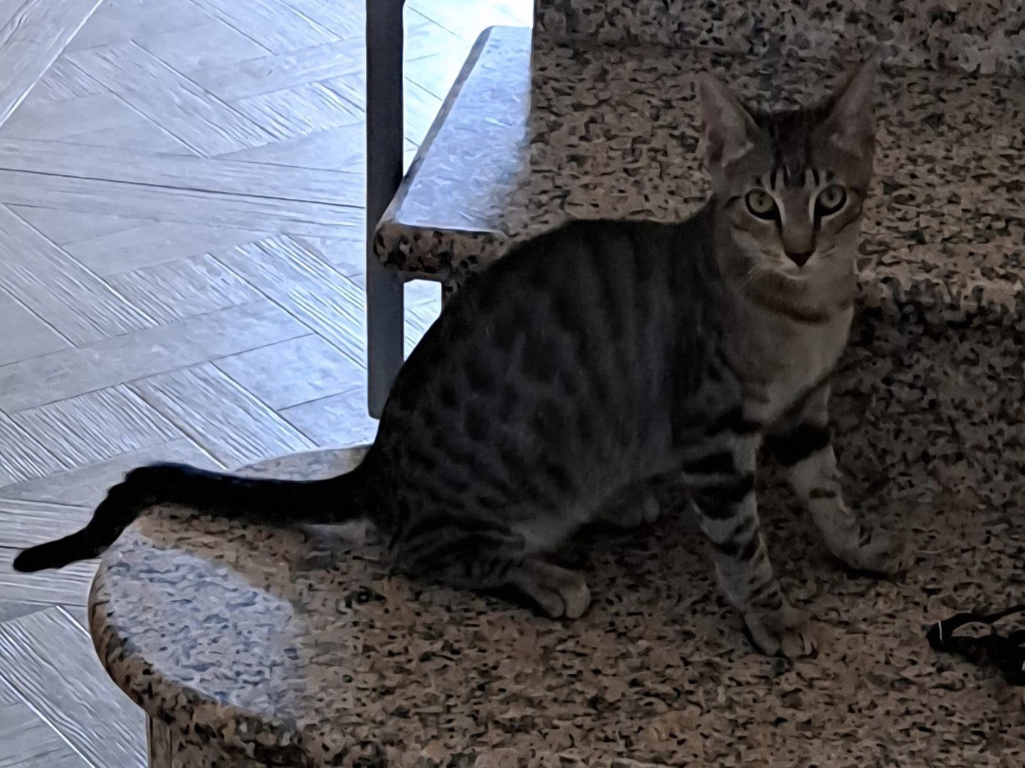 Foto 3 dell'animale
