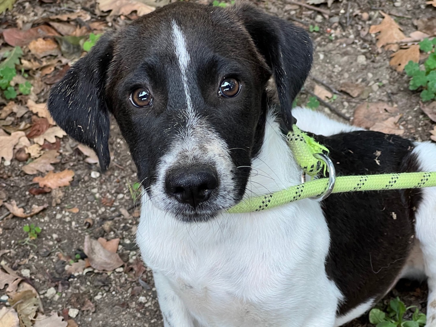 Adozione cane, maschio, Breton Pointer, 4 mesi, taglia media, Roma