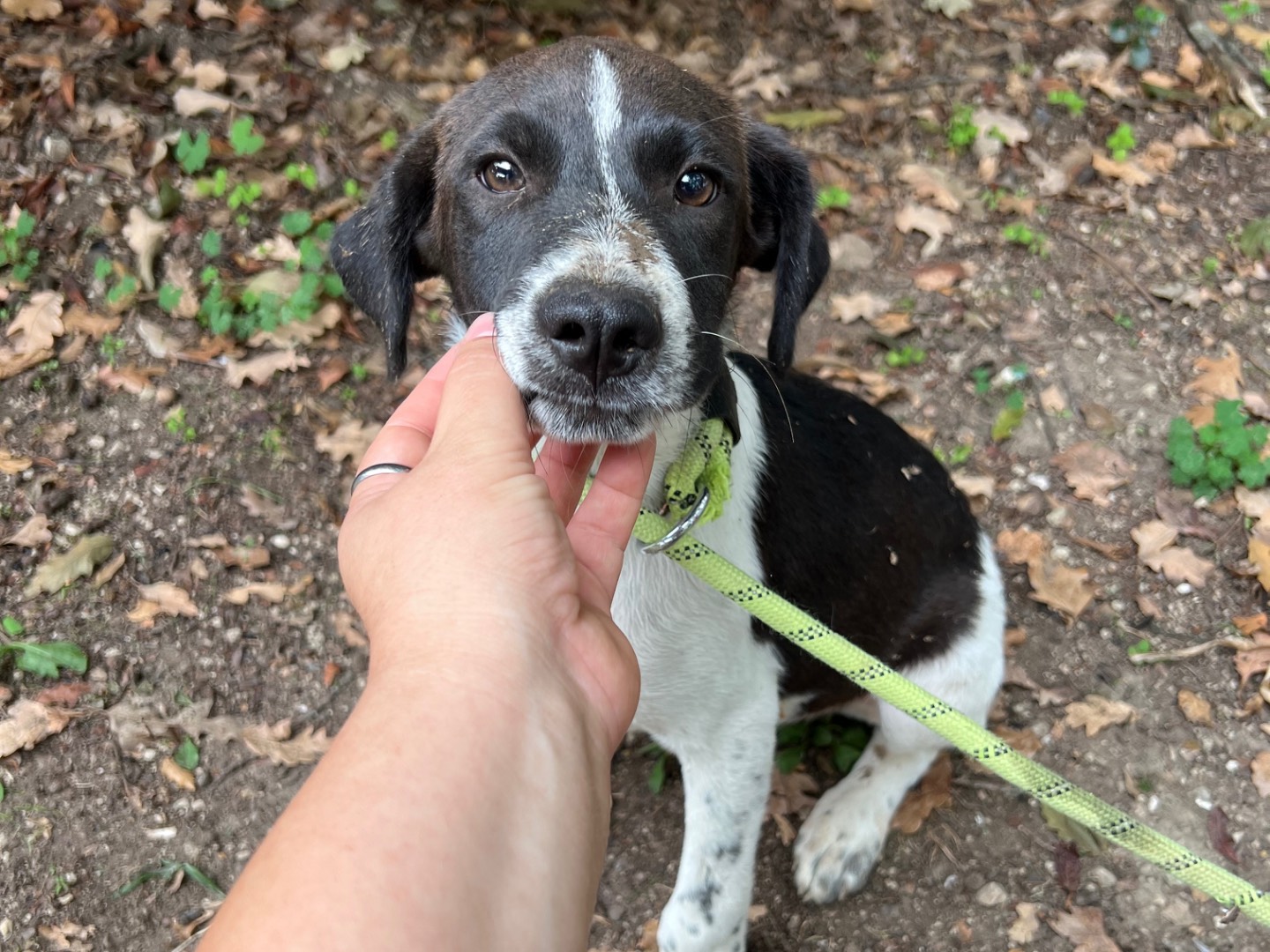 Adotta un cane, taglia media, maschio, Roma
