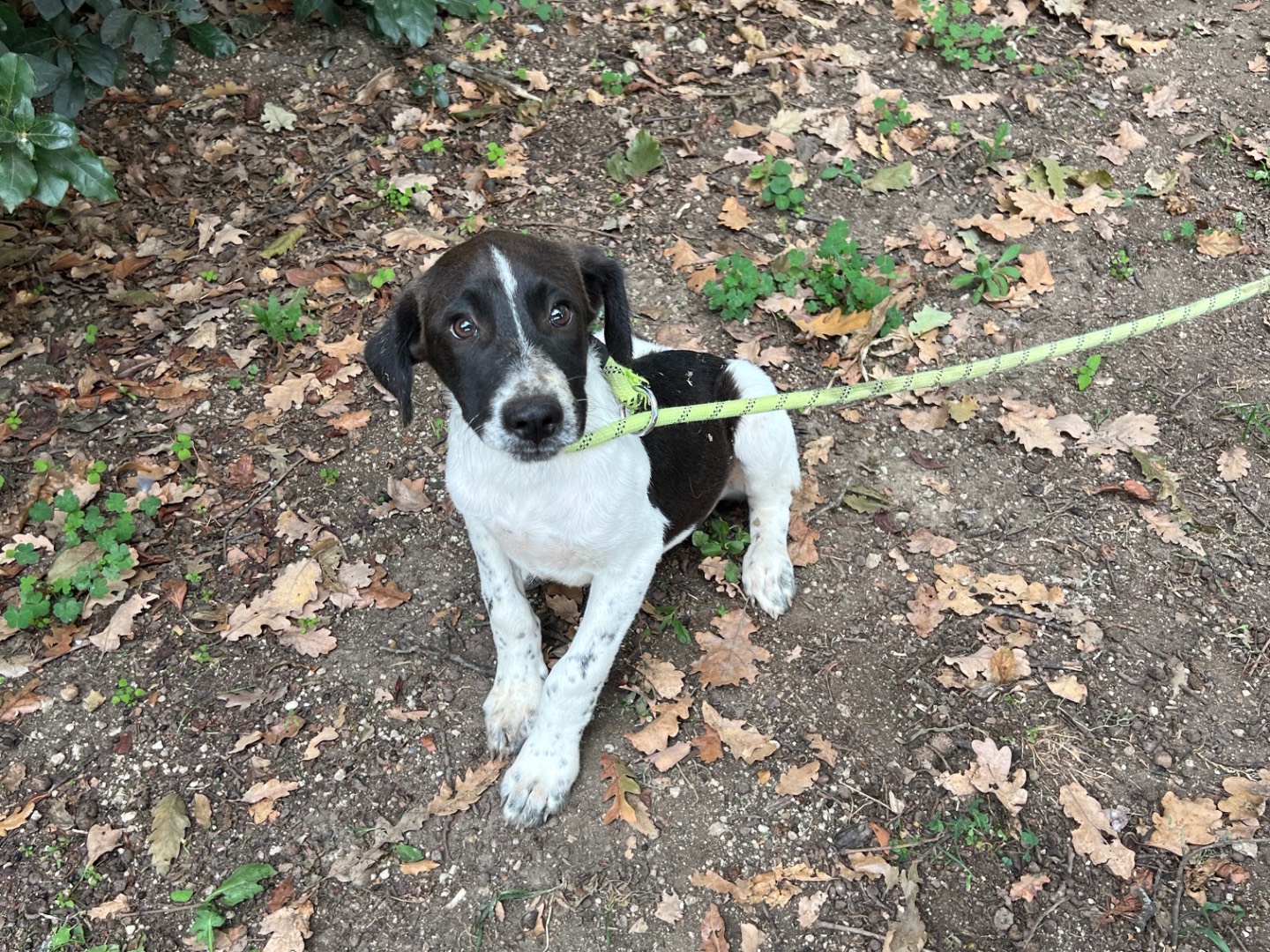 Vuoi adottare un cane a Roma?