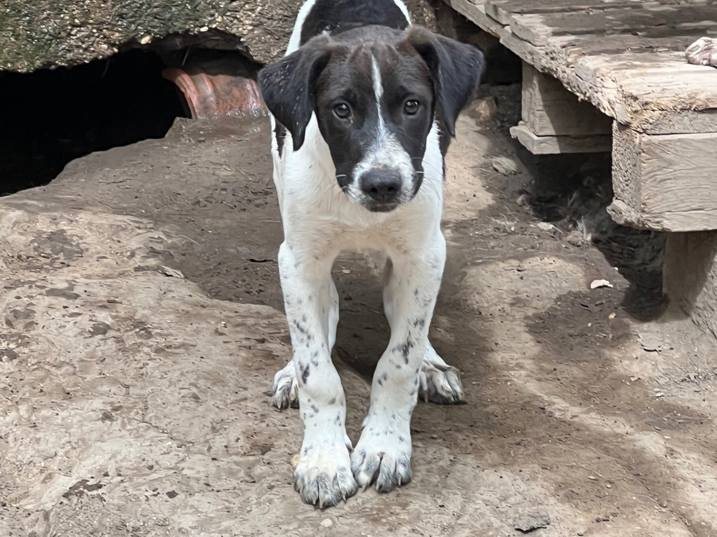 Adotta il cane Tom a Roma