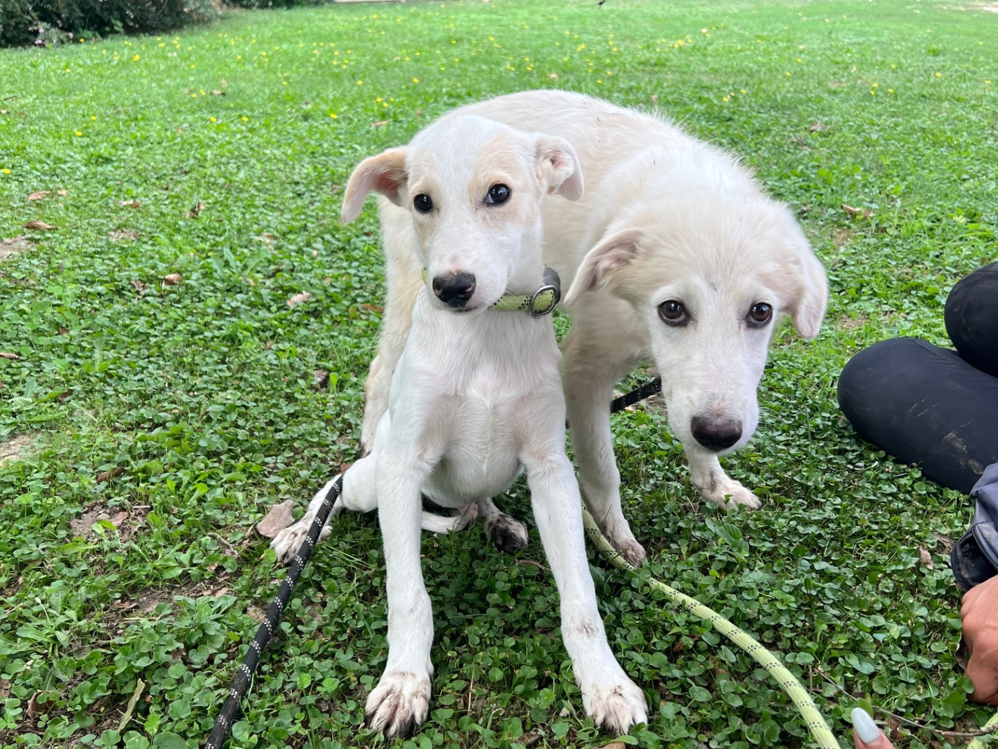 Vuoi adottare un cane a Roma?