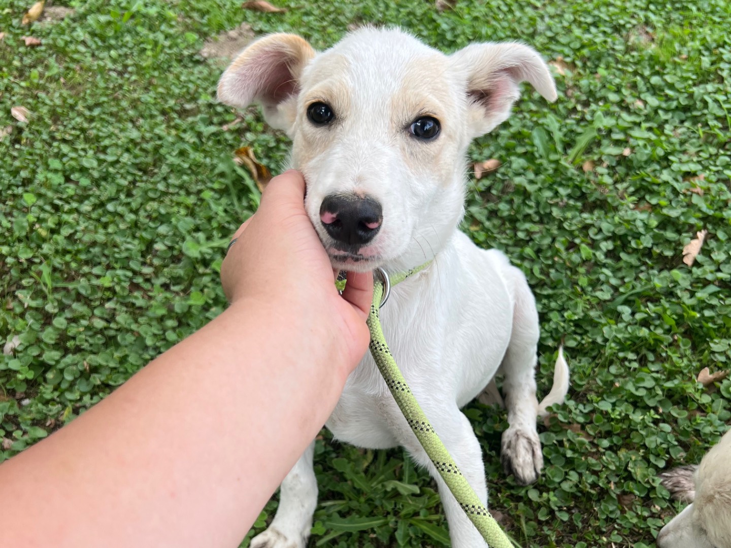 Adotta il cane Spot a Roma