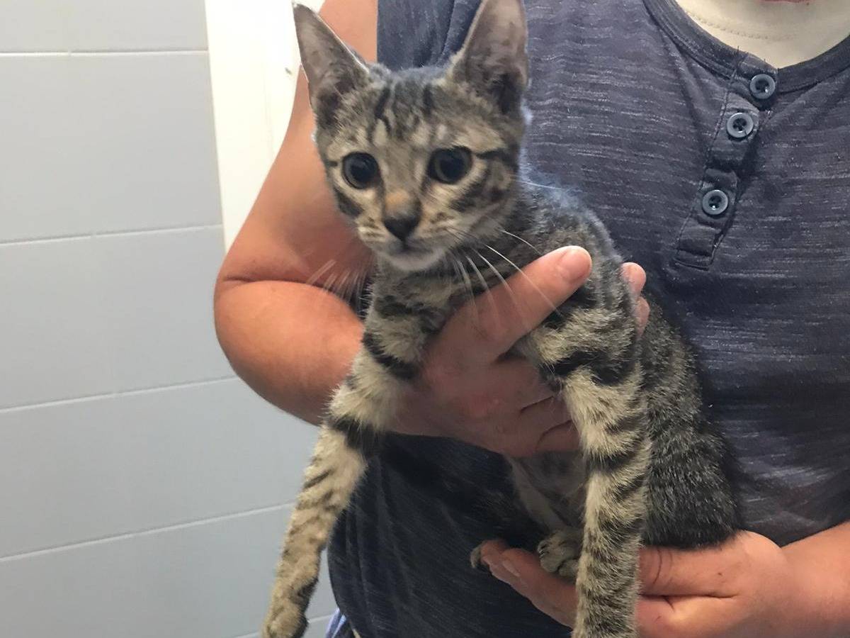 Adozione gatto, maschio, Razza sconosciuta Razza sconosciuta, 3 mesi, taglia non valida, Latina