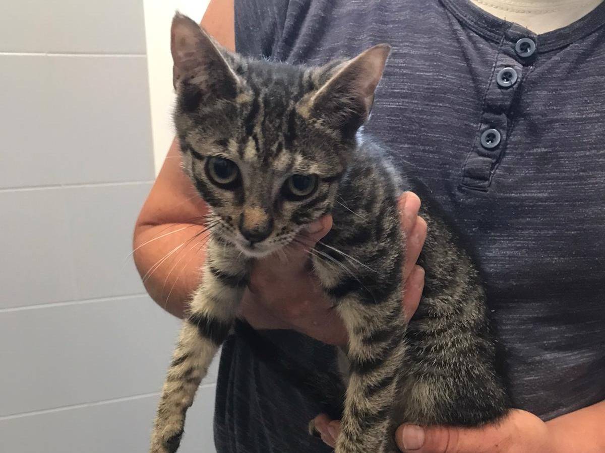 Adotta un gatto, maschio, 3 mesi, Latina