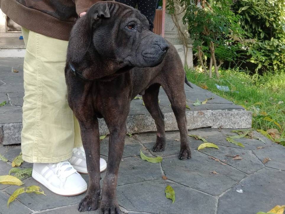 Adotta un cane, maschio, 5 anni e 1 mese, Varese