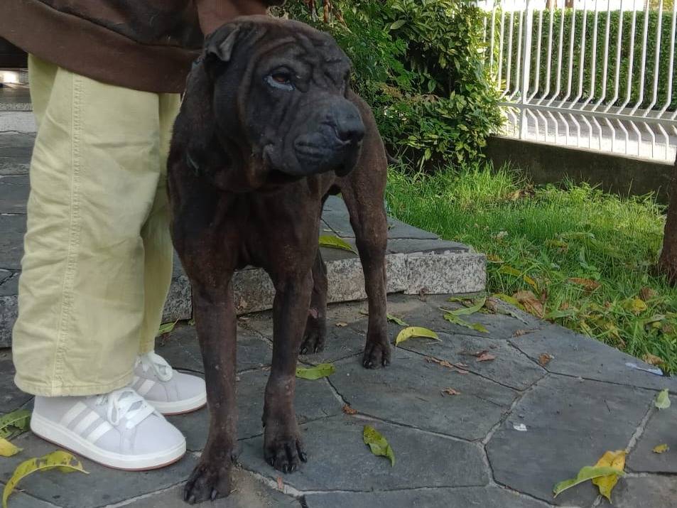 Adotta un cane, taglia media, maschio, Varese