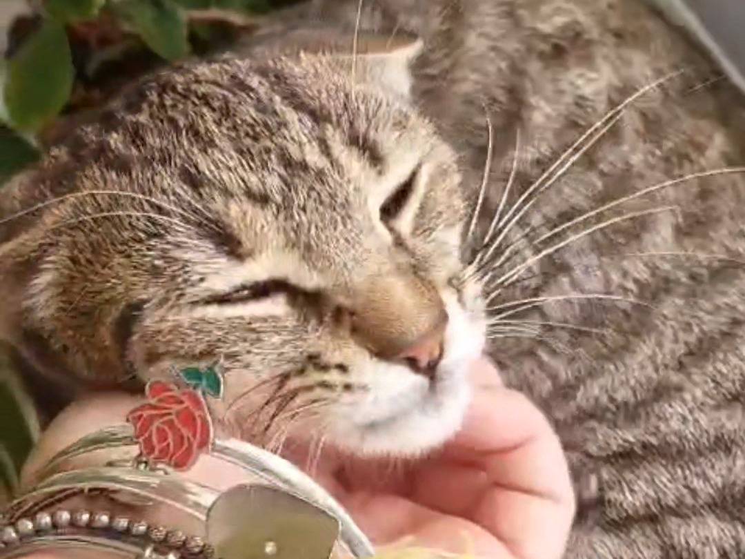Adozione gatto, femmina, Razza sconosciuta Razza sconosciuta, 2 mesi, taglia non valida, Vicenza