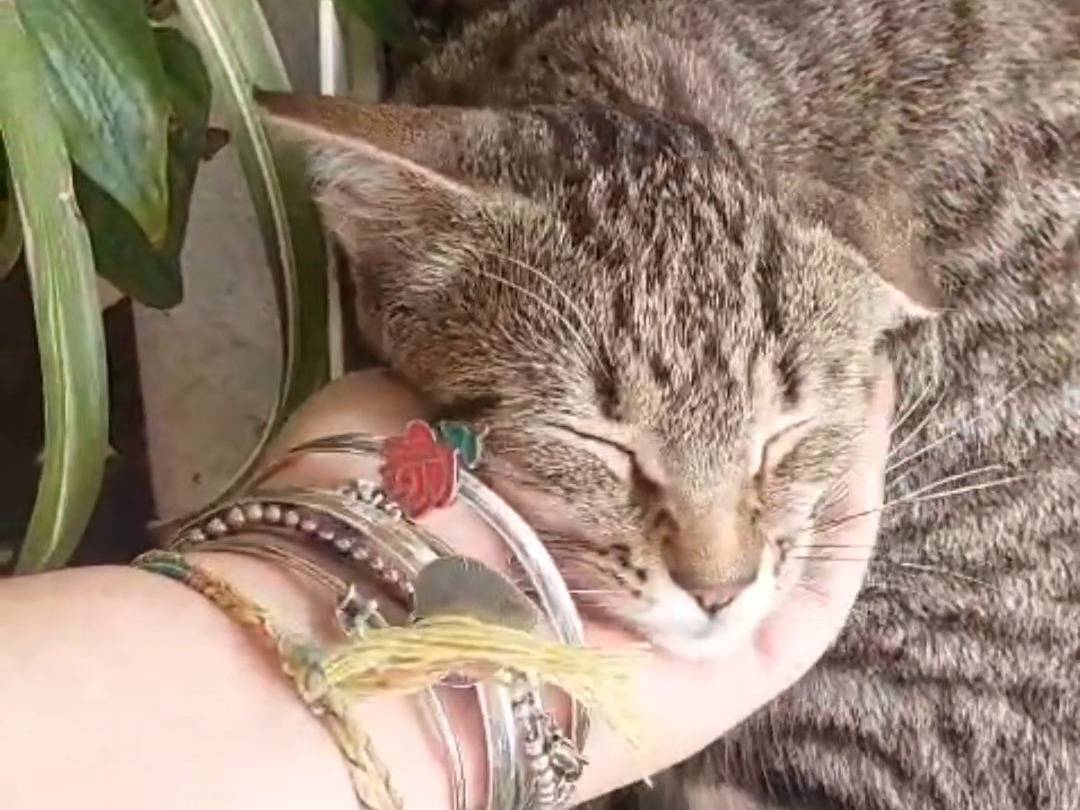 Adotta un gatto, femmina, 2 mesi, Vicenza